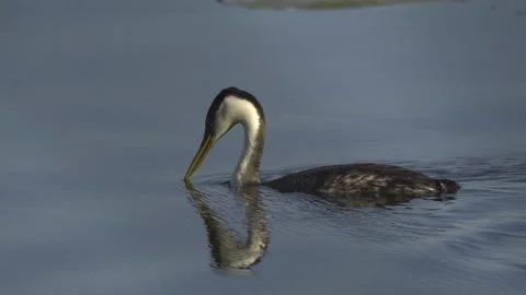 A Western Grebe On a Pond Vídeo Stock 346241222