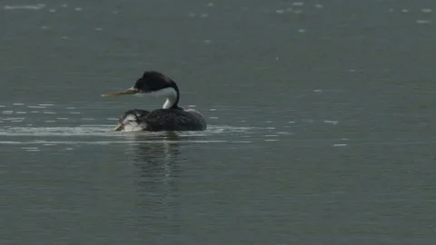 Western grebe preening on lake,  bird, 2k, slomo Stock Footage 154183446