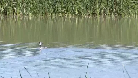 Western Grebe Water Bird Stock Footage
