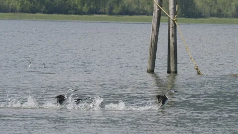 Western grebes dancing on lake in mating behavior, 2k, slomo Vídeo Stock 154183261