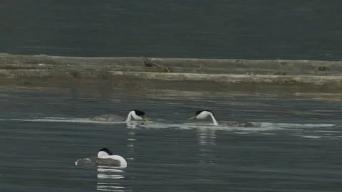 Western grebes 'dip-shaking' during breeding behavior, 2k slomo Video stock 154185275