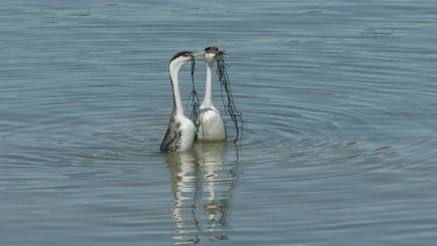 Western grebes engage in pre-nesting weed dance in breeding behavior, 4k Stock Footage 154720104