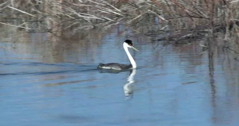 Western Grebes Stock Footage 116024473