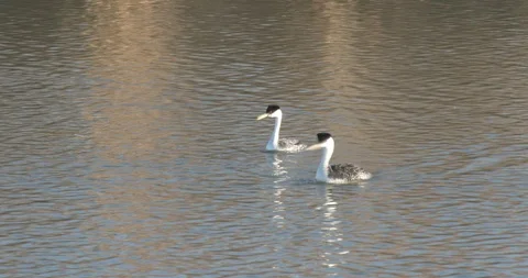 Western Grebes Stock Footage 116025371
