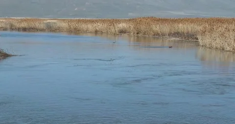 Western Grebes Stock Footage 116025615
