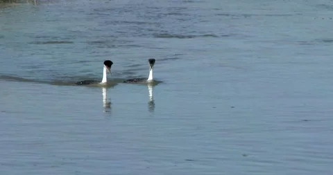 Western Grebes Stock Footage 116025837