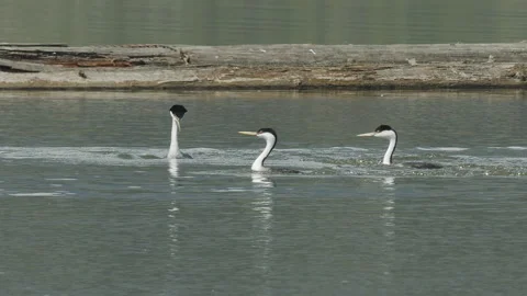Western grebes on lake surface, 2k slomo Video stock 154183527