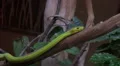 Western green mamba closeup moving near house HD Footage