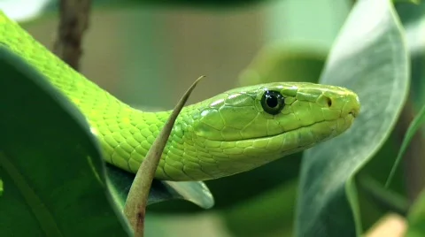 Western green mamba Stock Footage 810510