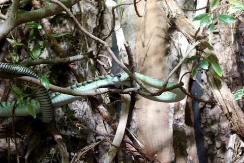Western green mamba Stock Photos