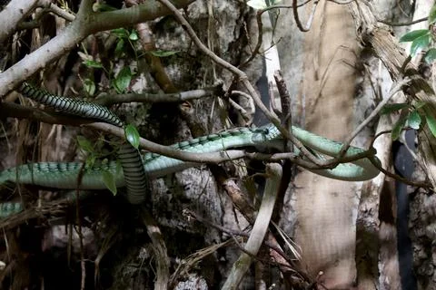 Western green mamba Stock Photos