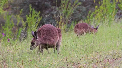 Western Grey Kangaroos Stock Footage 70032952