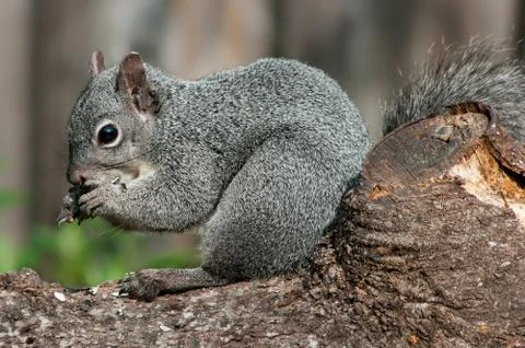 Western Grey Squirrel Stock Photos