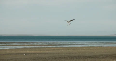 Western Gull aka Seagull Dropping Shell on Rocks by Beach in Slow Motion Stock Footage 332878447