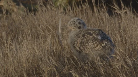Western Gull Chick Playing with Feathers on Anacapa Island - Channel Islands Stock Footage 121527009