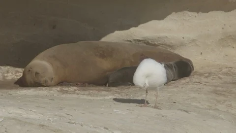 Western Gull Cleaning Self in Front of California Sea Lions - Anacapa Island Stock Footage 121527058