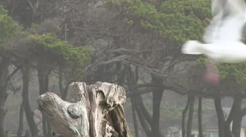 Western Gull Fly Away Video stock 34474710