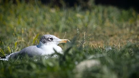 Western Gull in grass resting Stock Footage 94370691