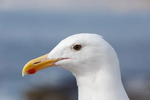 Western Gull Stock Photos