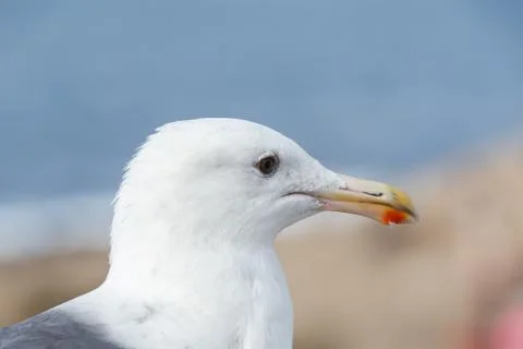 Western Gull Stock Photos