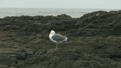 Western gull on a rock Stock Footage 41986595