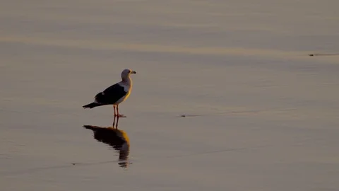 Western Gull standing on low tide beach at sunset Vídeo Stock 118616675
