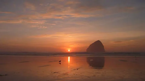 Western Gulls with Ocean Sunset Stock Footage 34197776