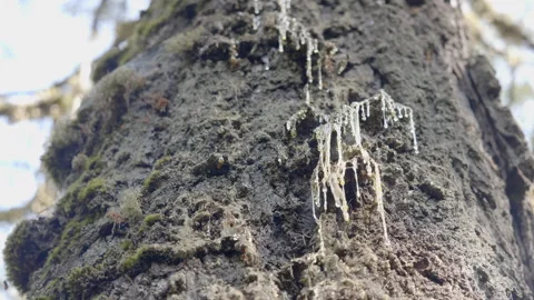 Western hemlock tree weeping resin Video stock 343588131