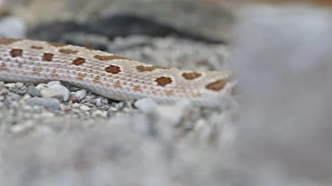 Western hognose snake slithering over rocky ground in close-up showing detailed Stock Footage 293759300