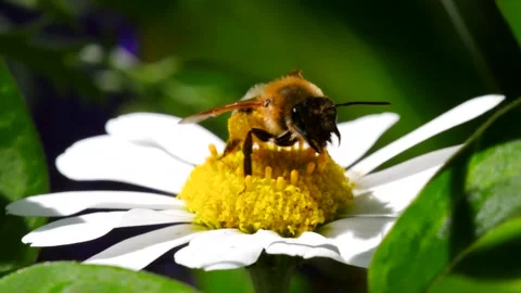 Western Honey Bee - Apis mellifera Stock Footage 138450341
