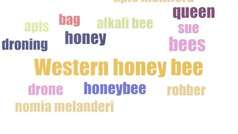 Western Honey Bee Tag Cloud Animated Isolated On White Video stock 107228052