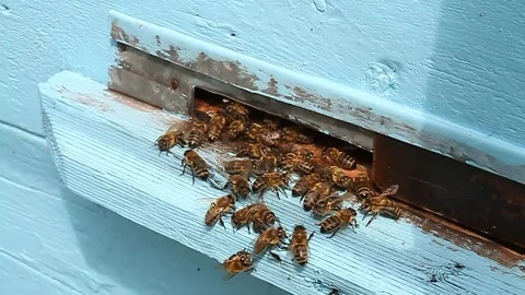 Western honey bees Video stock 86976486