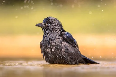 Western jackdaw bathing Stock Photos
