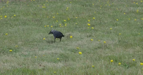 Western jackdaw bird close up on green grass meadow with yellow flowers Stock Footage 157884763