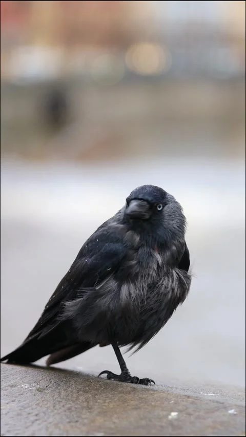 Western Jackdaw bird. Sociable corvid Stock Footage 260567352