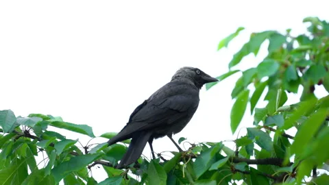 Western Jackdaw on a cherry branch (Coloeus monedula), looking for food Stock Footage 337649258