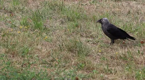 The western jackdaw, coloeus monedula Stock Footage 41182257