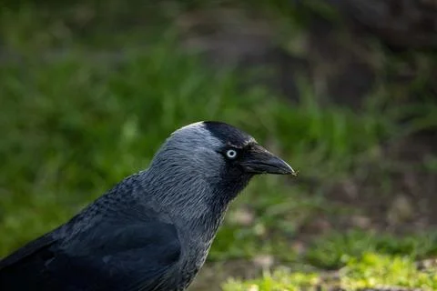 The Western Jackdaw (Coloeus monedula). Stock Photos