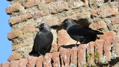 Western jackdaw, Coloeus monedula, Spain Stock Footage 234404853