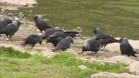 Western Jackdaw, Corvus monedula, foraging at lakeside Stock Footage 21254532