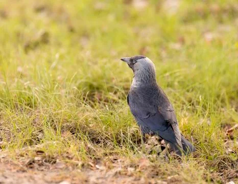 Western Jackdaw in grass. Stock Photos