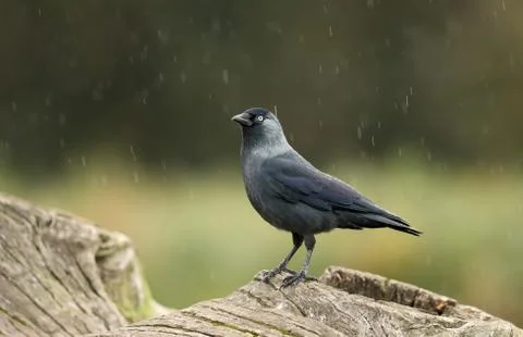 Western jackdaw perching on a tree log in the falling rain Stock Photos