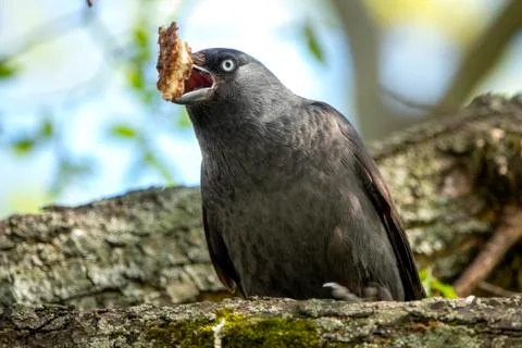Western jackdaw. Stock Photos