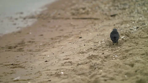Western Jackdaw Picking Through Sand On a Beach - Close Up Shot Stock-Footage 131247695