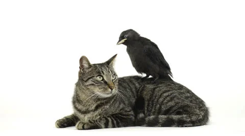 Western jackdaw standing on a cat lying Stock Footage 25596447