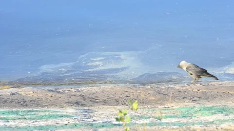 Western jackdaw walks through frame on embankment looking for food Stock Footage 66718359