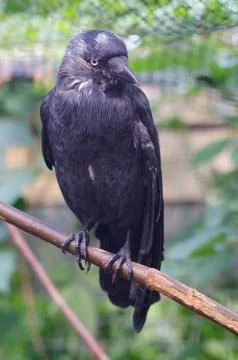 Western Jackdaws - 7167 Stock Photos