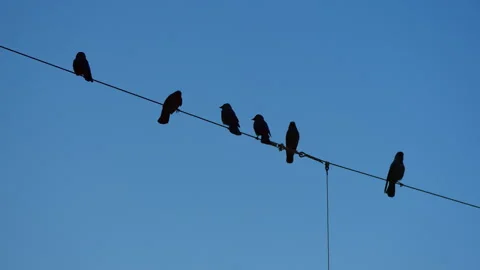 Western Jackdaw's on wire Stock Footage 287442141
