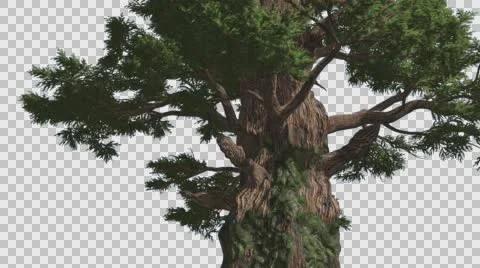 Western Juniper Fluttering Leaves Thick Trunk Coniferous Evergreen Tree is Stock Footage 60762749