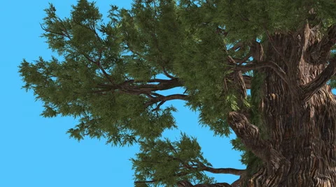 Western Juniper Old Thick Trunk Coniferous Evergreen Tree is Swaying at The Stock Footage 60766821